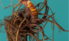 Supplements for Menopause: Natural Aids for Women’s Wellness