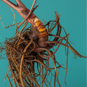 Supplements for Menopause: Natural Aids for Women’s Wellness