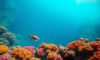 Great Blue Hole Belize: Essential Guide for Divers and Snorkellers