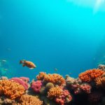 Great Blue Hole Belize: Essential Guide for Divers and Snorkellers