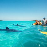 Whale Shark Tips and Best Times for Swimming in Belize