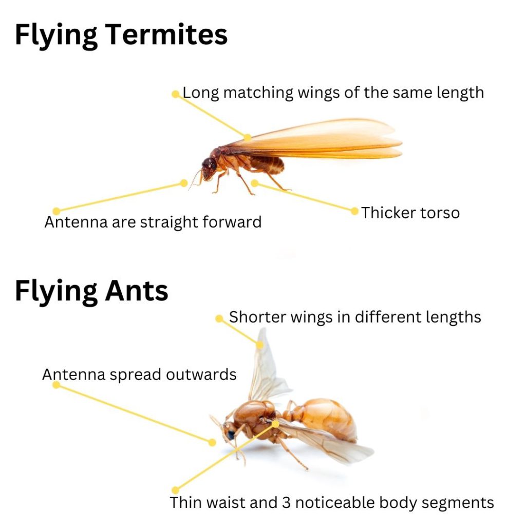 Flying Termites: Their Importance and How to Deal with Them