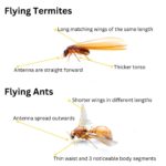 Flying Termites: Their Importance and How to Deal with Them