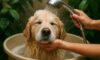 Water Conservation Tips for Bathing Your Pet at Home
