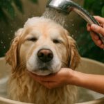 Water Conservation Tips for Bathing Your Pet at Home