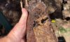 Clay Soil’s Impact on Caboolture’s Pipe Infrastructure Exposed