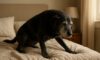 Arthritis Relief for Dogs: Home Remedies and Care Tips