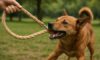 Hemp Leashes for Dogs: Strong and Durable Choices