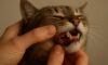 Teeth Brushing Kits for Cats: Must-Have Oral Care Advice