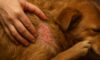 Flea Control for Pets: Essential Tips to Prevent Autumn Infestations