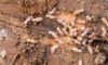 Termite Risk Management for NSW Homes Explained