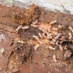 Termite Risk Management for NSW Homes Explained